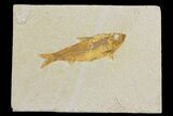 Detailed Fossil Fish (Knightia) - Wyoming #176415-1